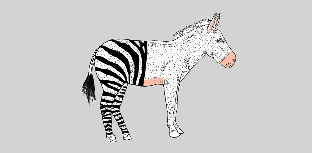 zonkey pablo-caraballo-final-1024x504